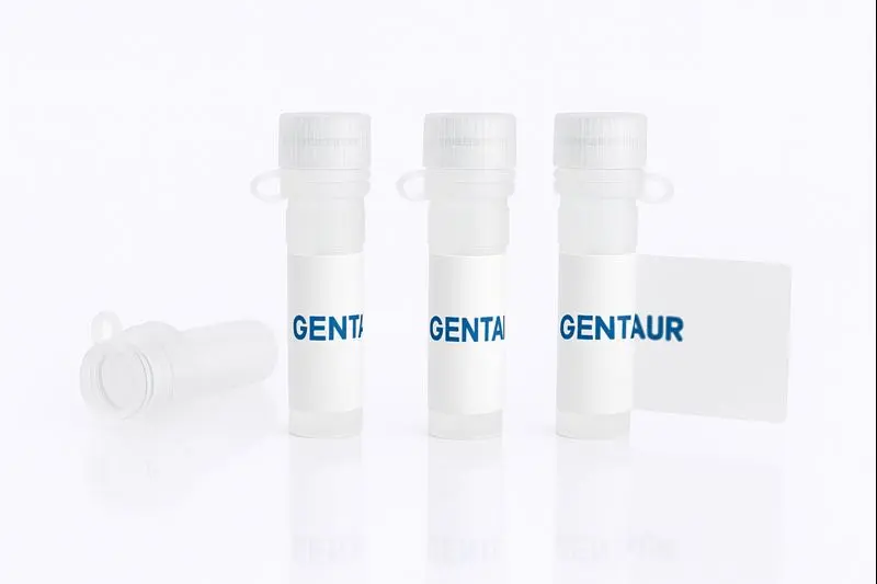 BMP-4, Human (HEK293, E399D)