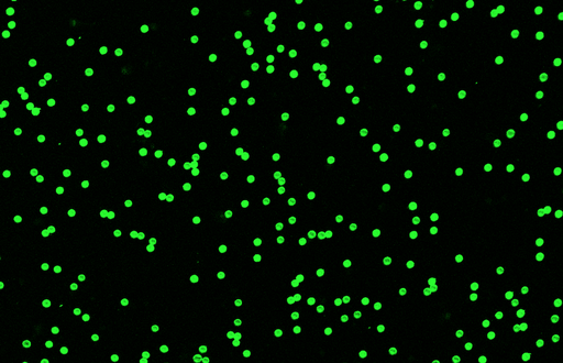 [AFG-9000-NH2] Green PS Fluorescent Particles, 90-110 um-NH2
