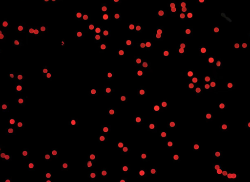 [AFR-2700-NH2] Red PS Fluorescent Particles, 27 um-NH2